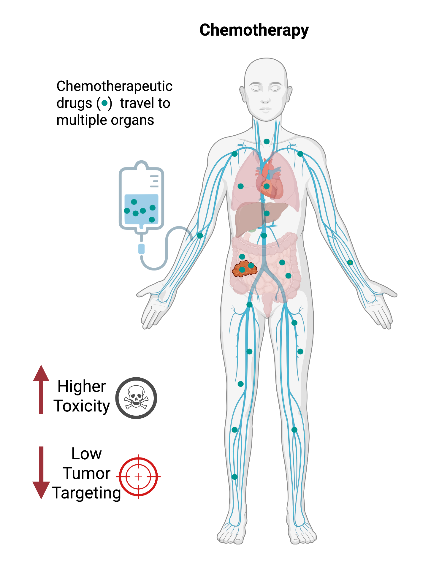 Diagram showing how traditional chemotherapy circulates through the entire body